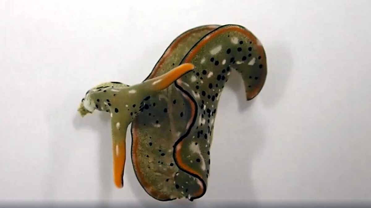 Slug Chops off own head