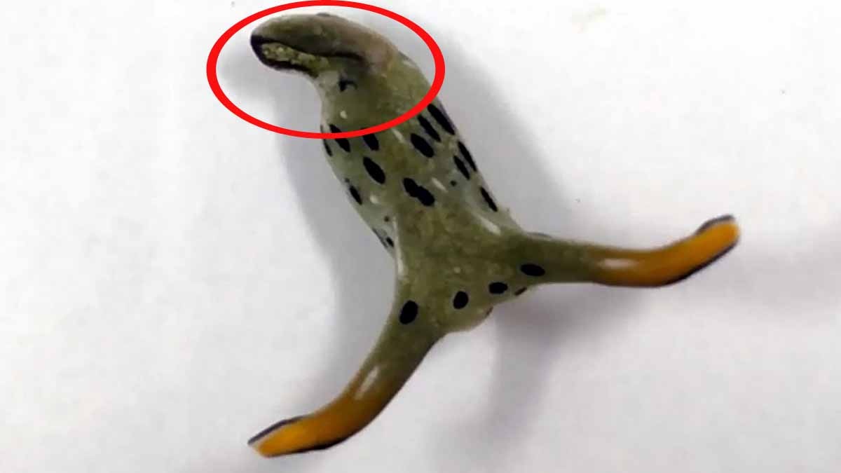 Slug Chops off own head