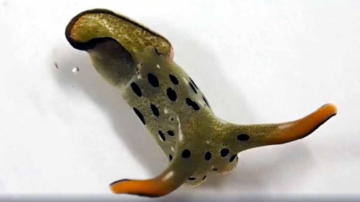Slug Chops off own head