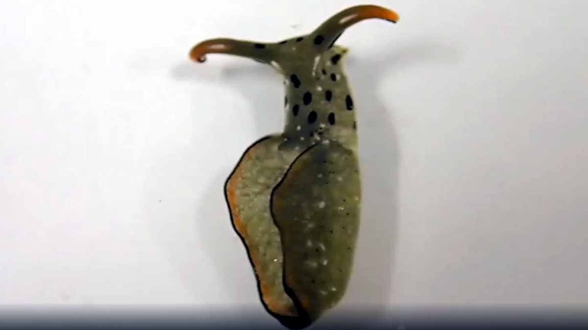 Slug Chops off own head