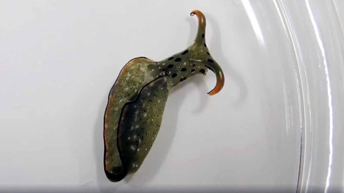Slug Chops off its own head