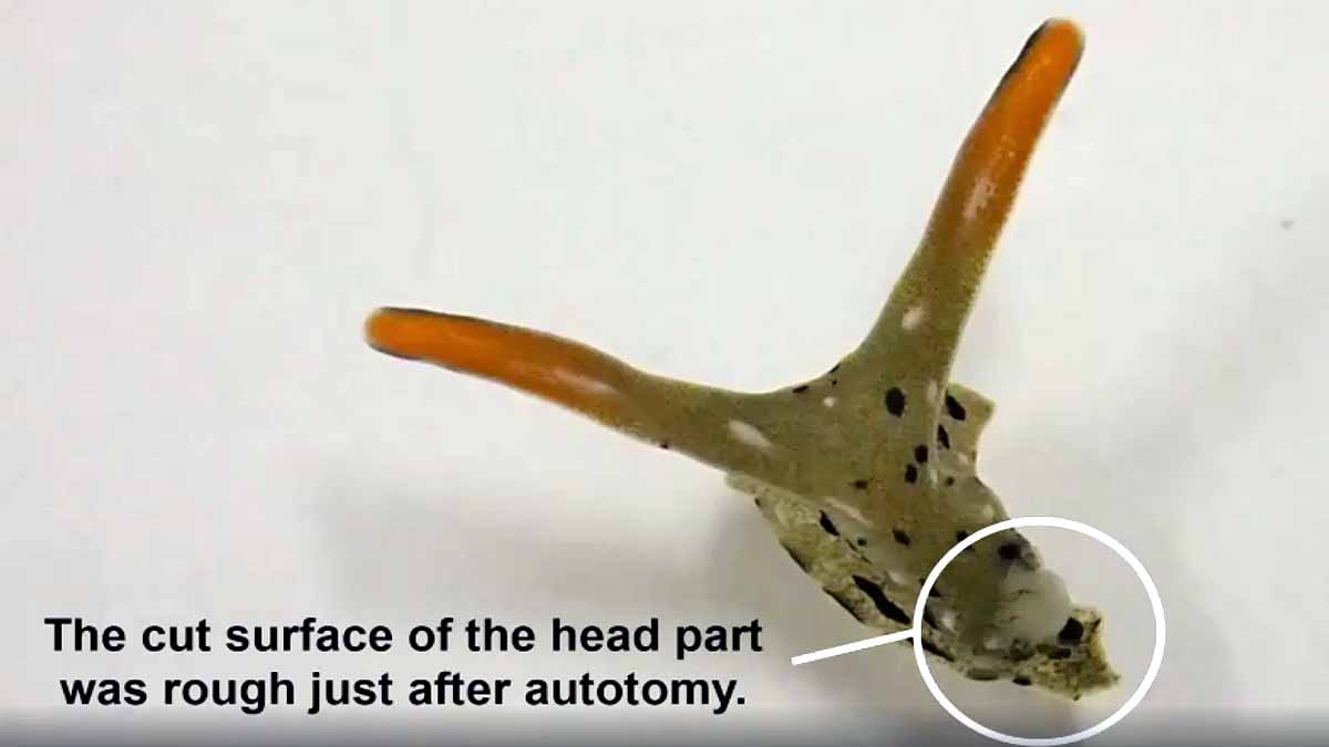 Slug Chops off own head
