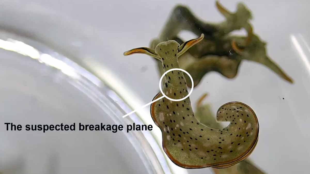 Slug Chops off own head