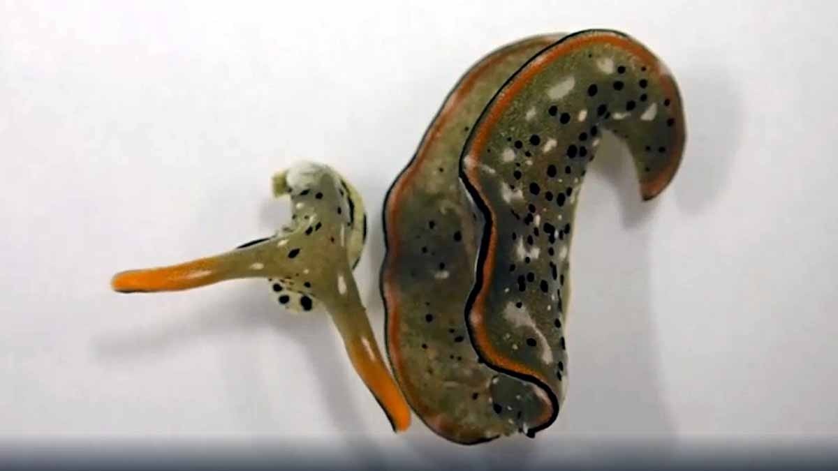 Slug Chops off own head