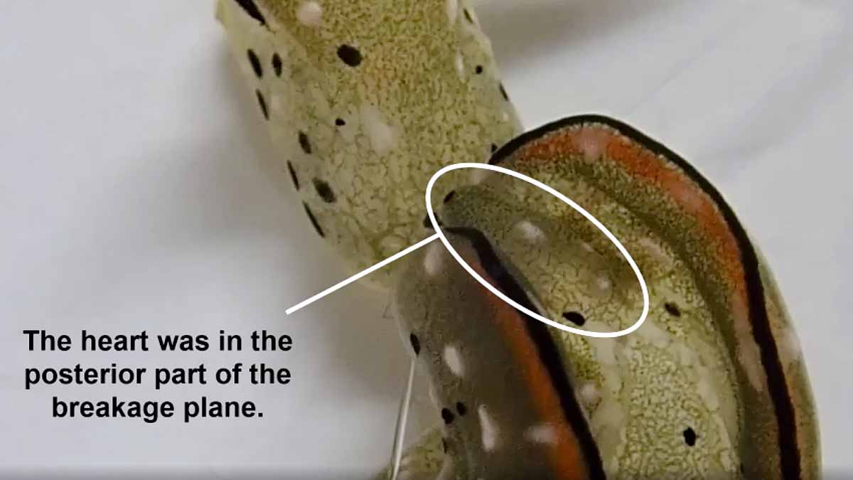 Slug Chops off own head