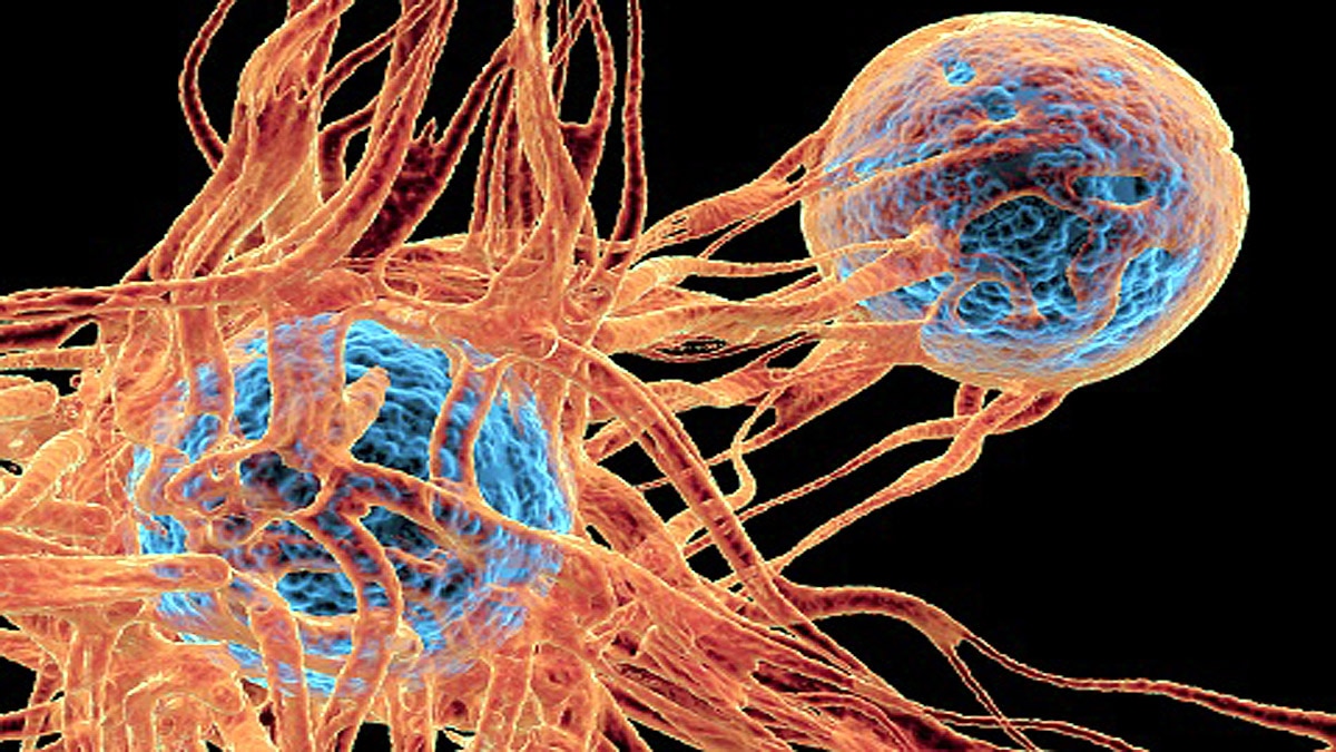 Excess Peanut Eating Causes Cancer