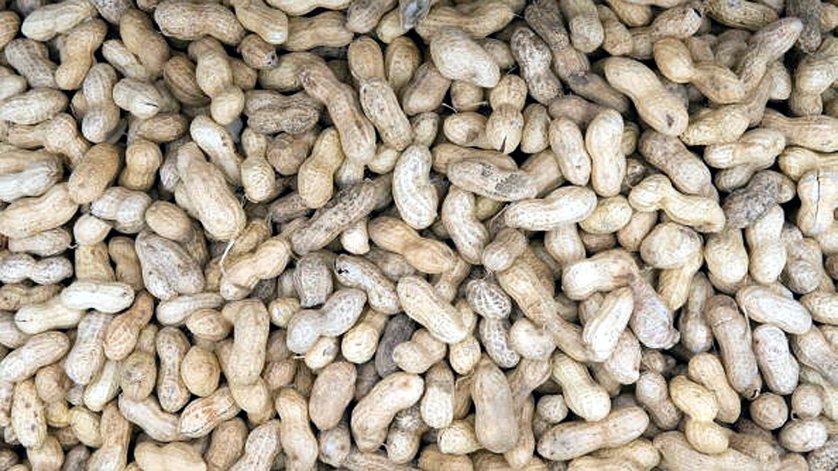 Excess Peanut Eating Causes Cancer