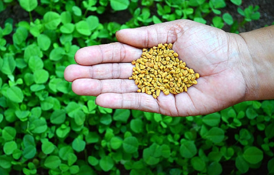 ऑर्गेनिक मेथी से सेक्स ड्राइव में सुधार