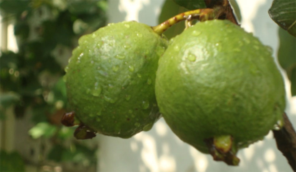 ब्लोटिंग2