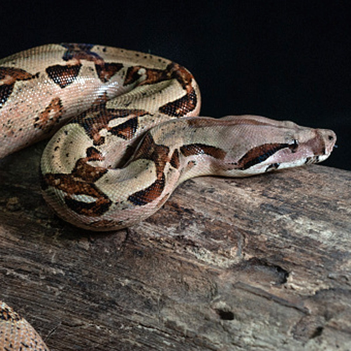 python swallowed cow 