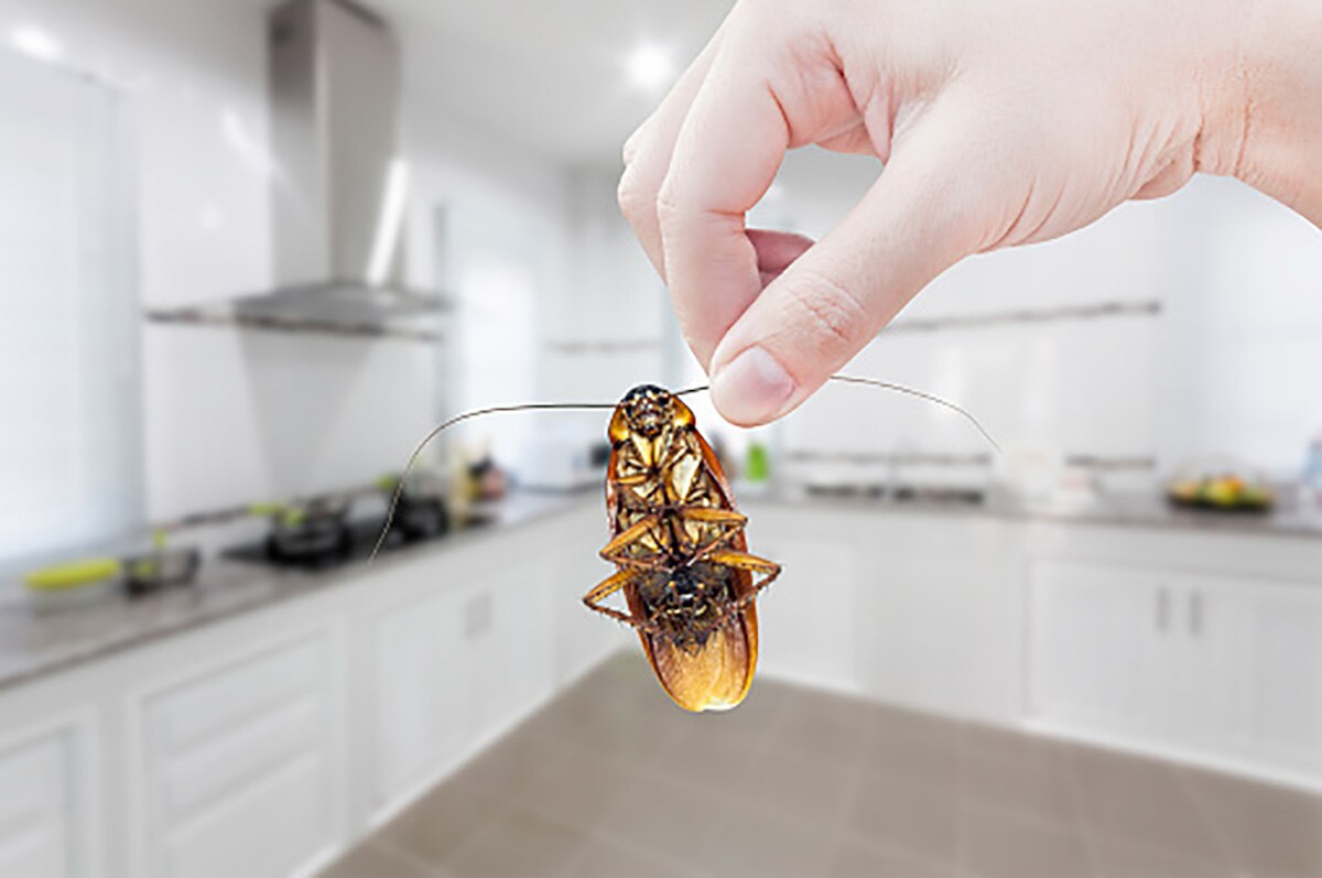 police got cockroach during search