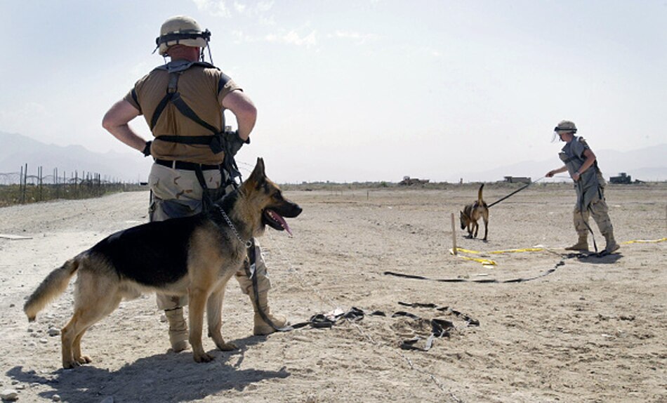 US military dogs