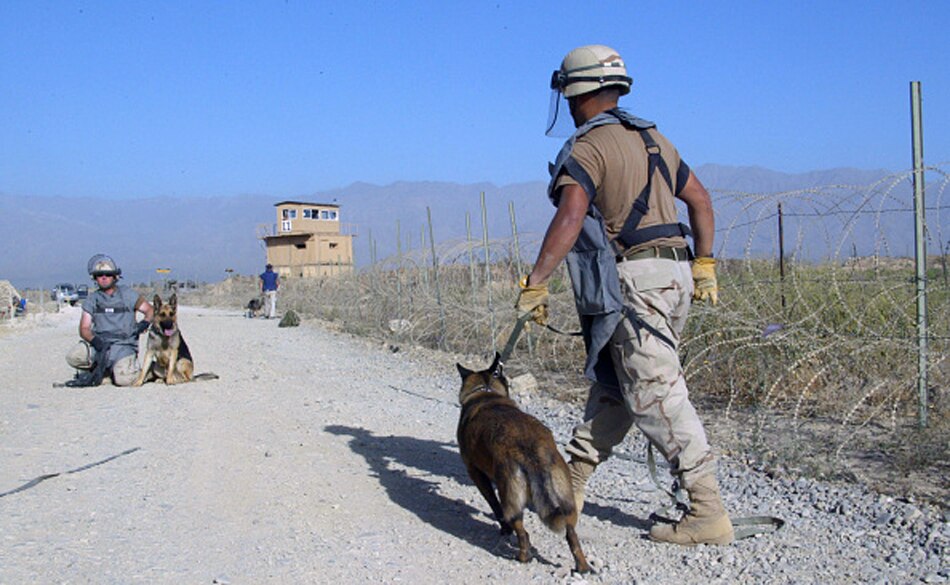 US military dogs