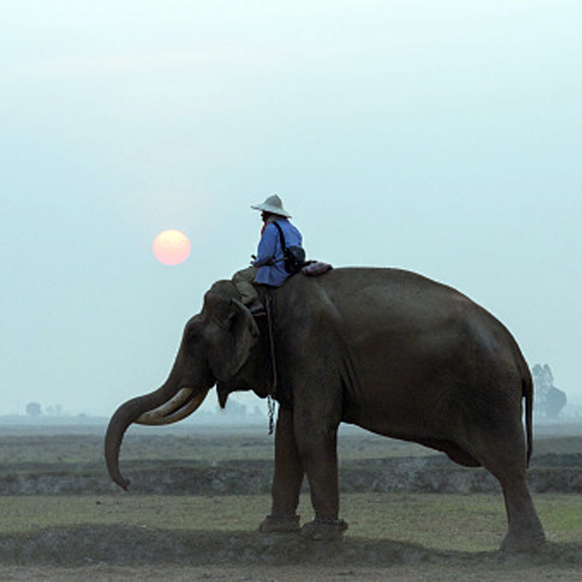 new laws for elephants in srilanka