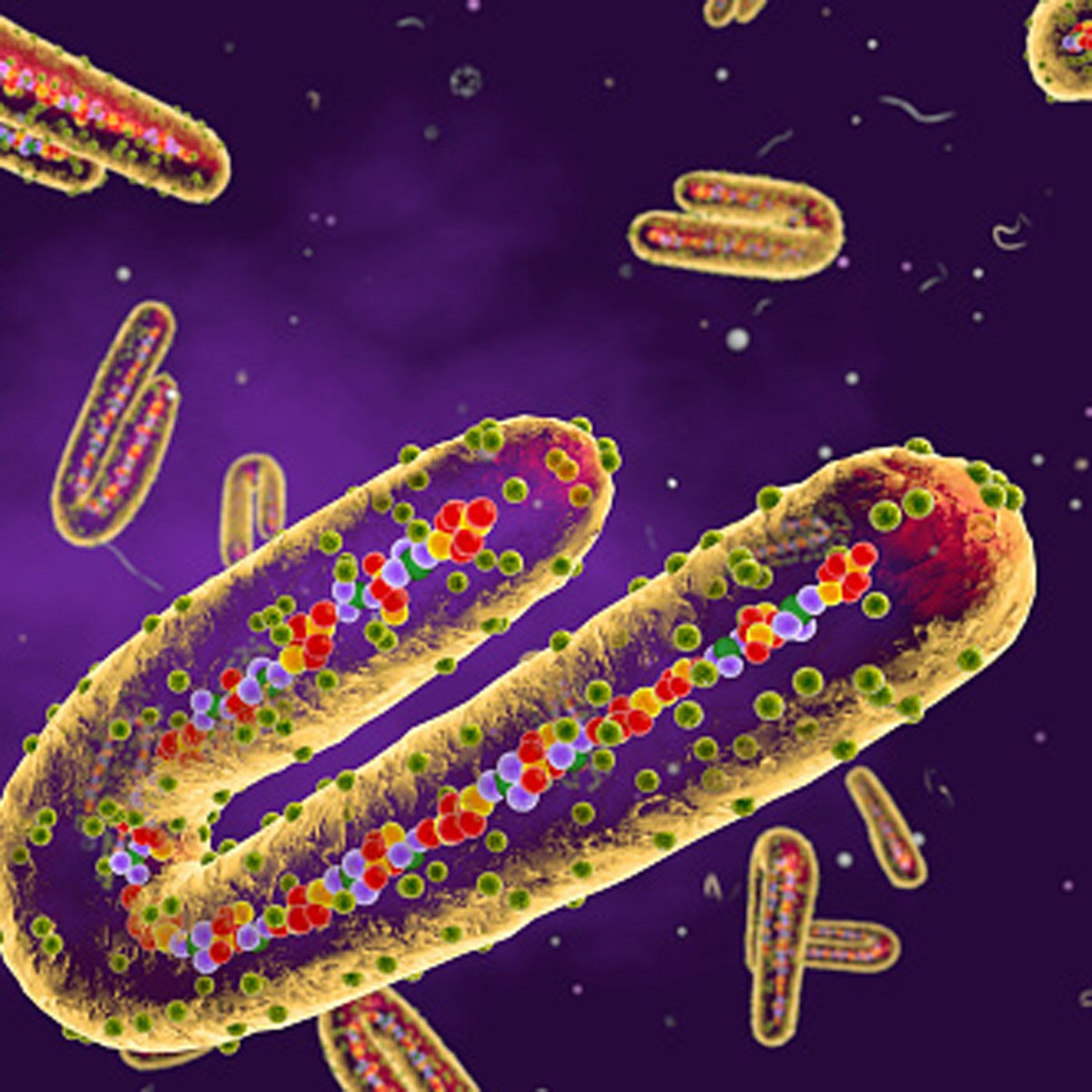 Ebola like virus marburg