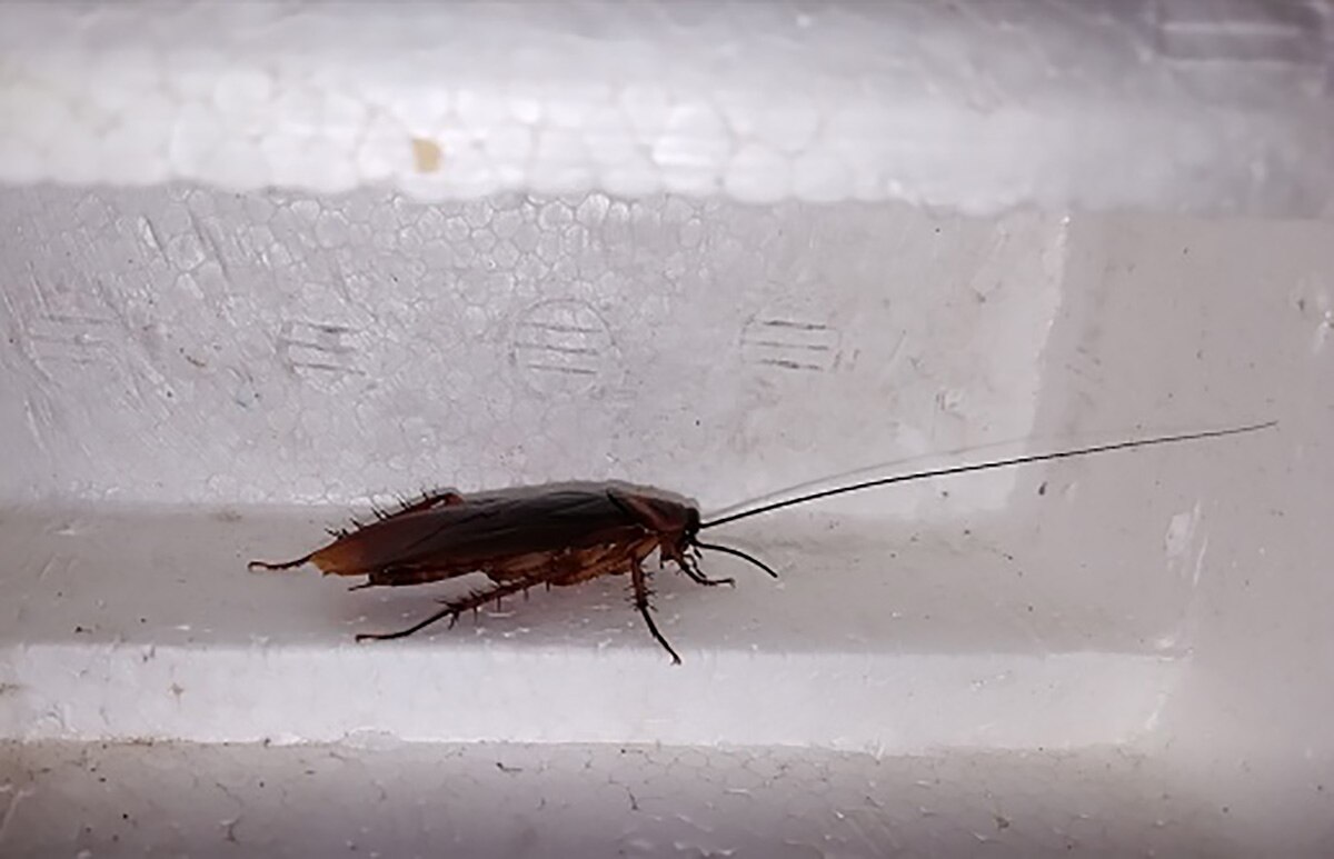 police got cockroach during search