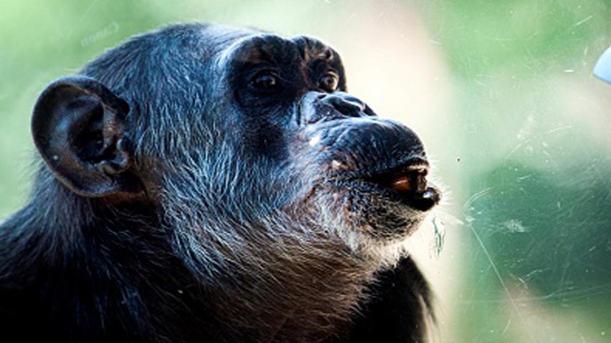 चिम्पैंजी (फाइल फोटो- गेटी) 