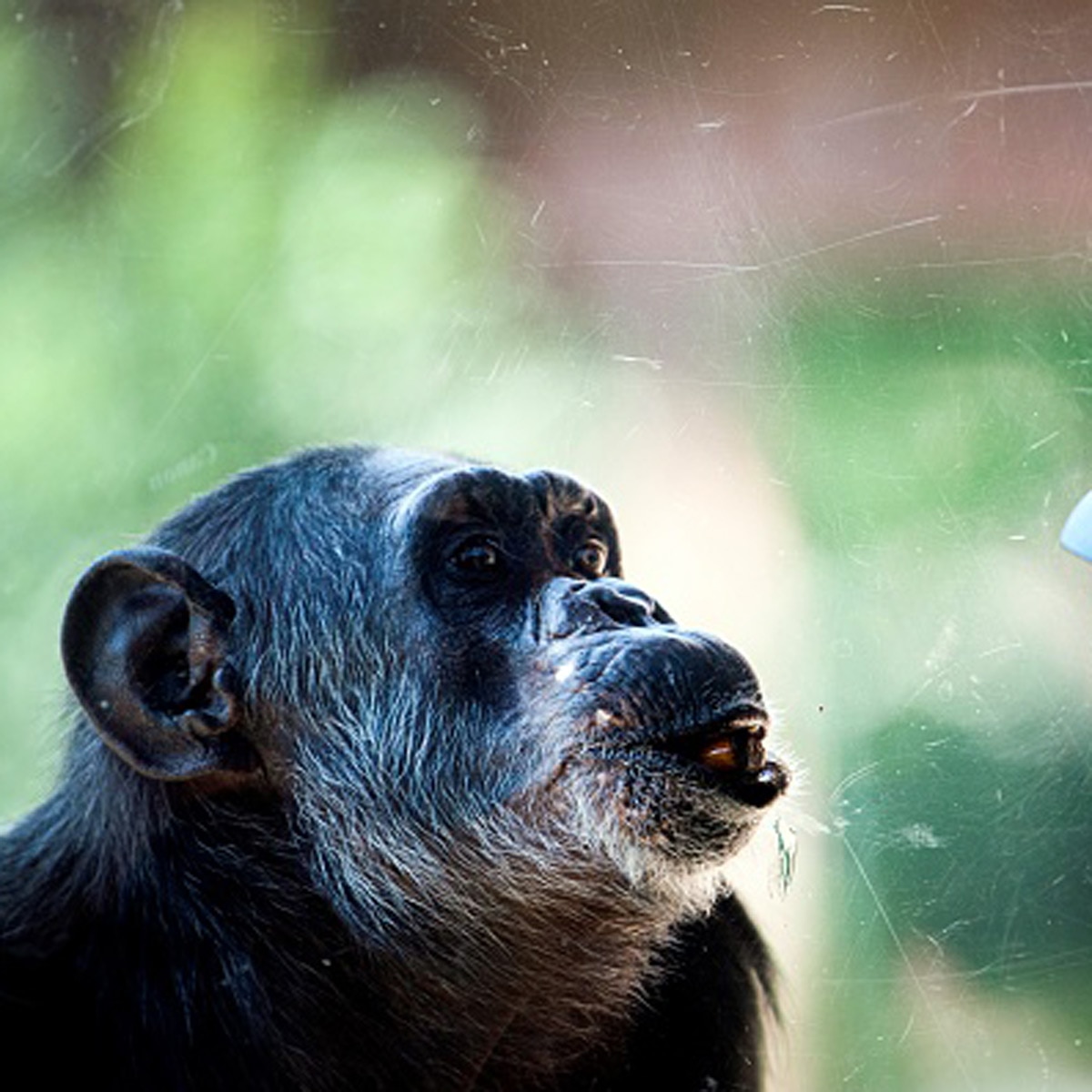 Woman love Chimpanzee