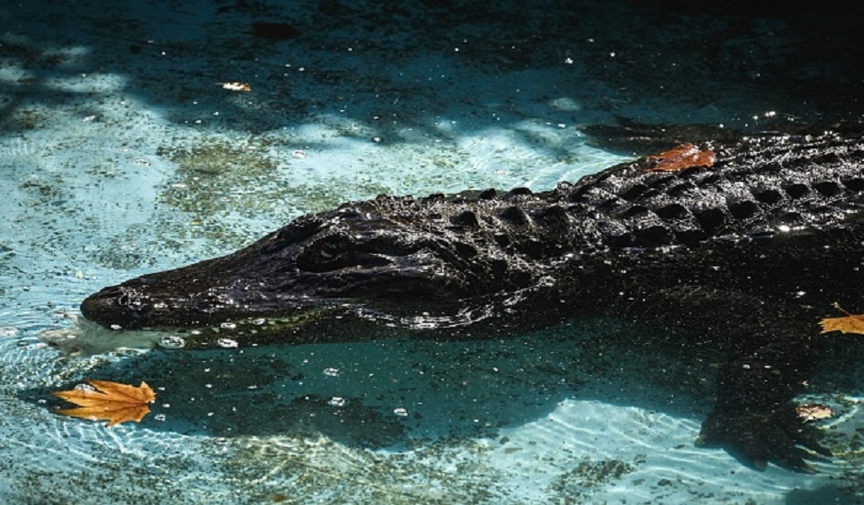 alligator