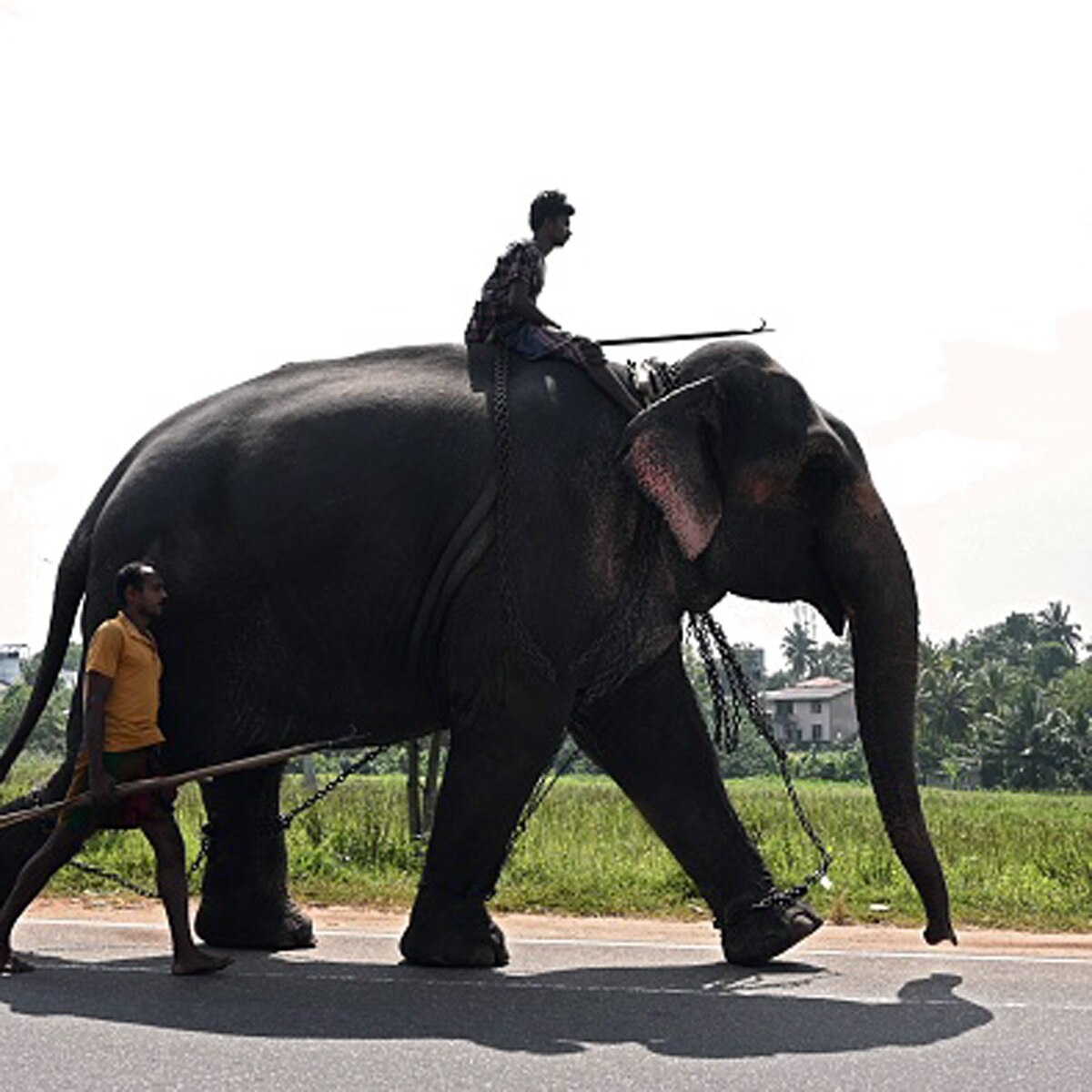 new laws for elephants in srilanka