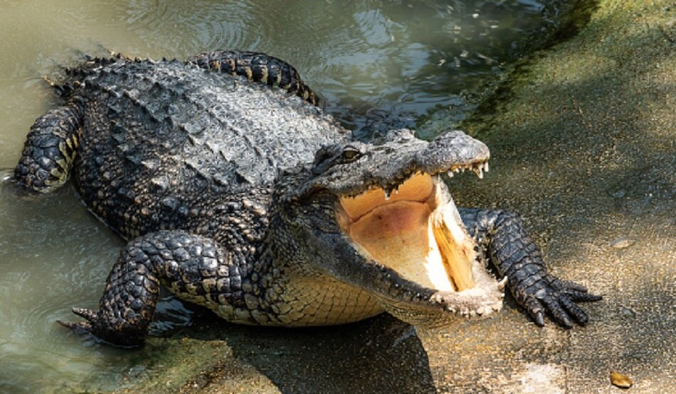 alligator