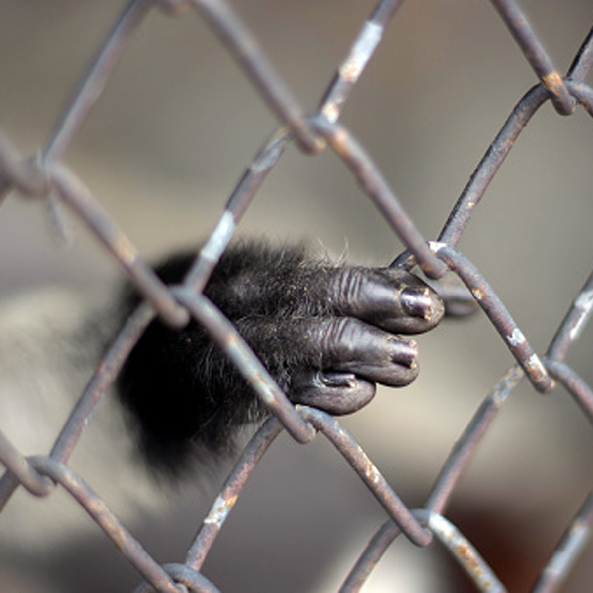 Woman love Chimpanzee