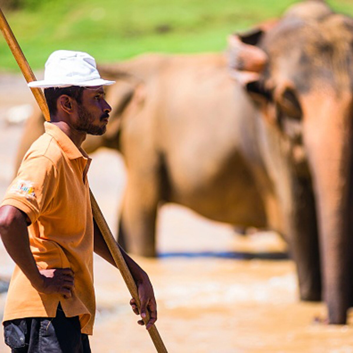 new laws for elephants in srilanka