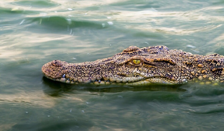 alligator