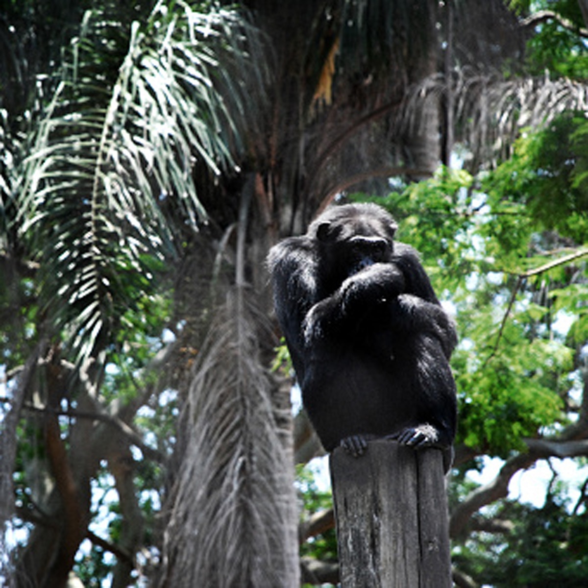 Woman love Chimpanzee