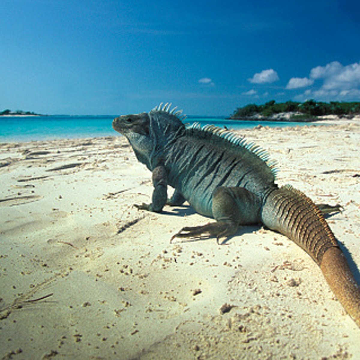 yoga woman bitten by iguana