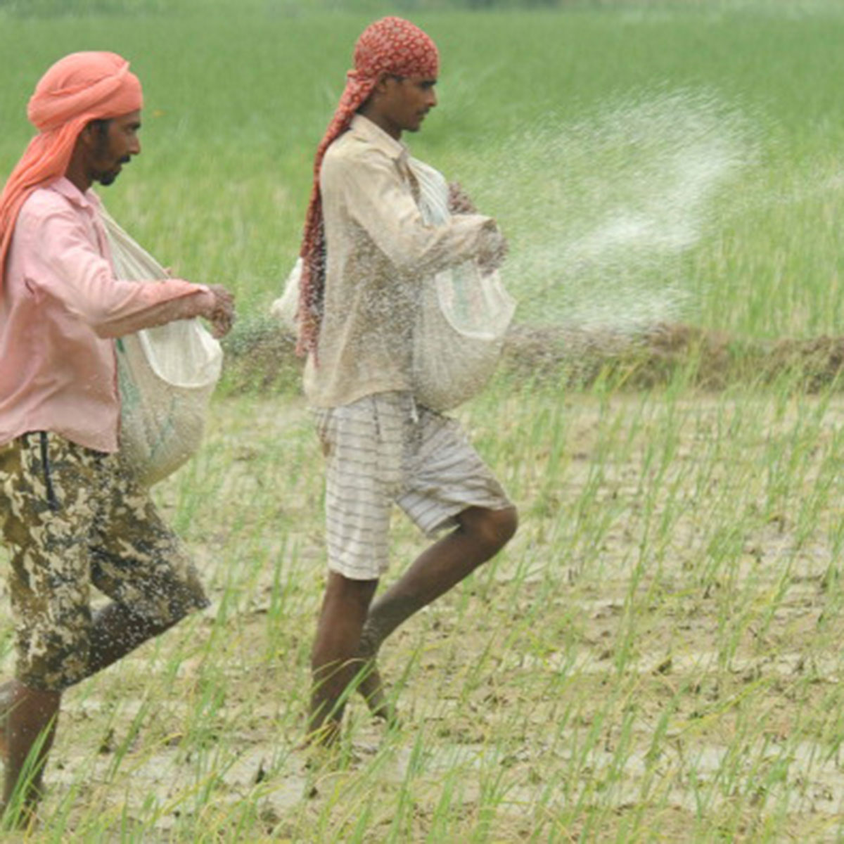 IAS Officer fertilizer 