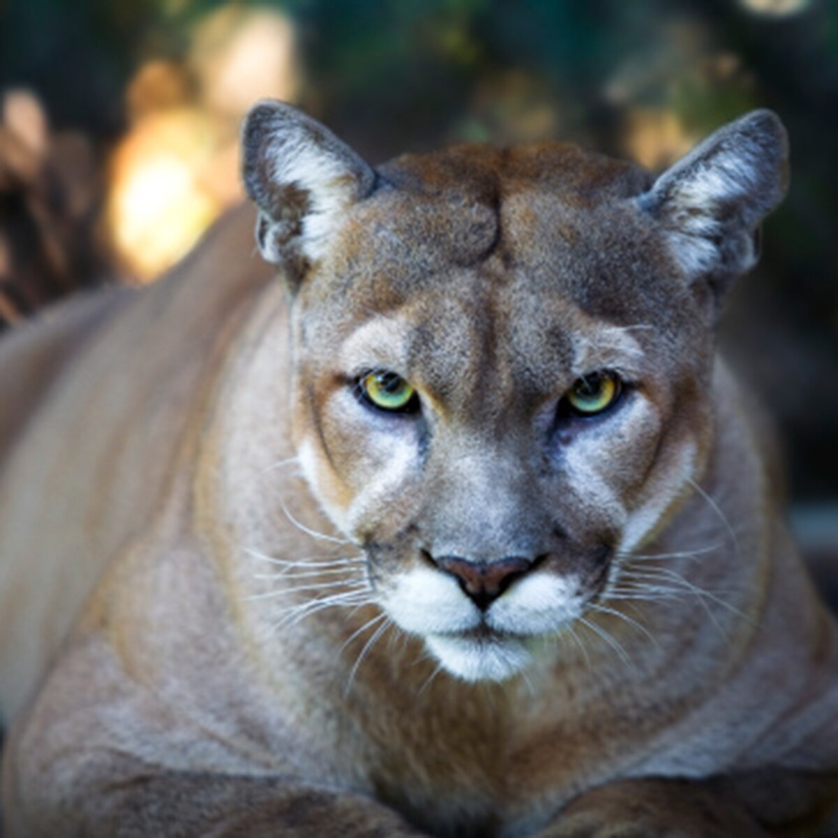 mom fights off mountain lion