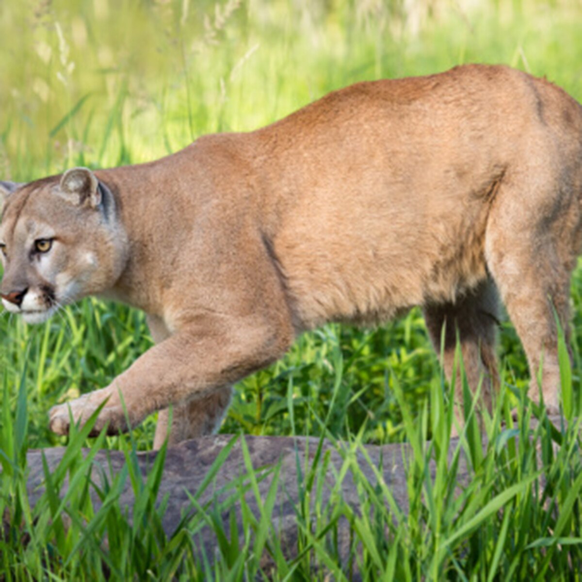 mom fights off mountain lion