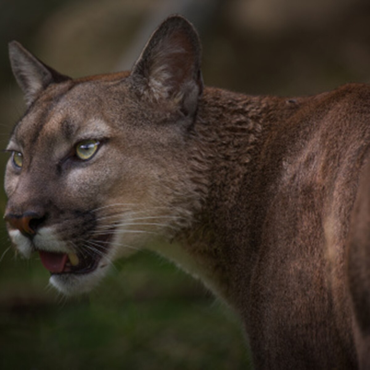 mom fights off mountain lion