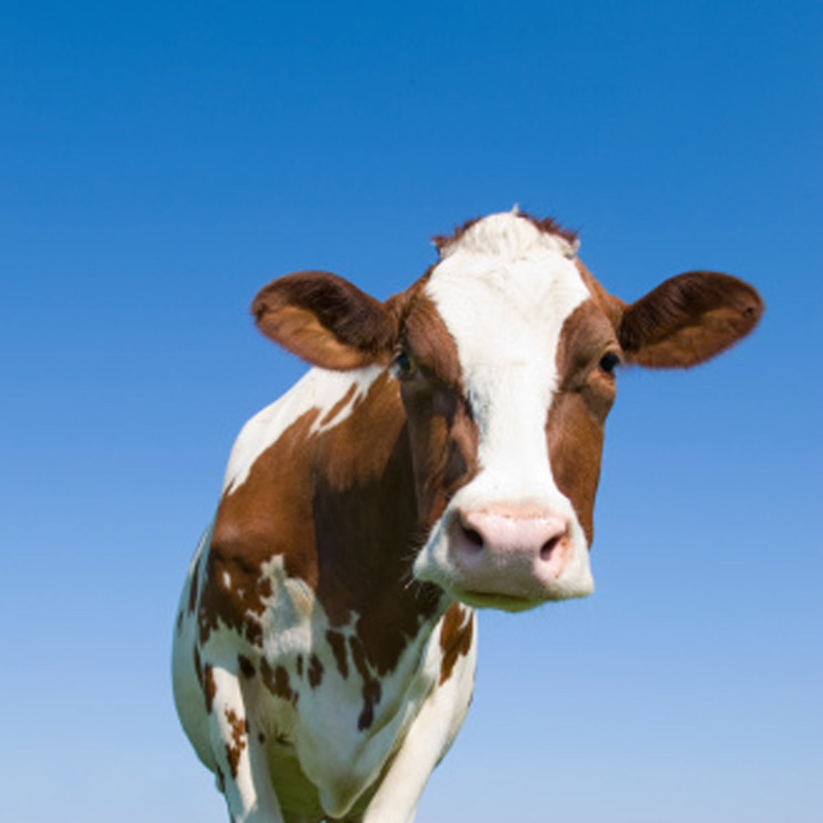 python swallowed cow 