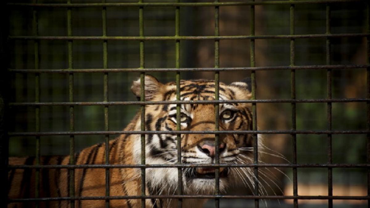 सांकेतिक तस्वीर