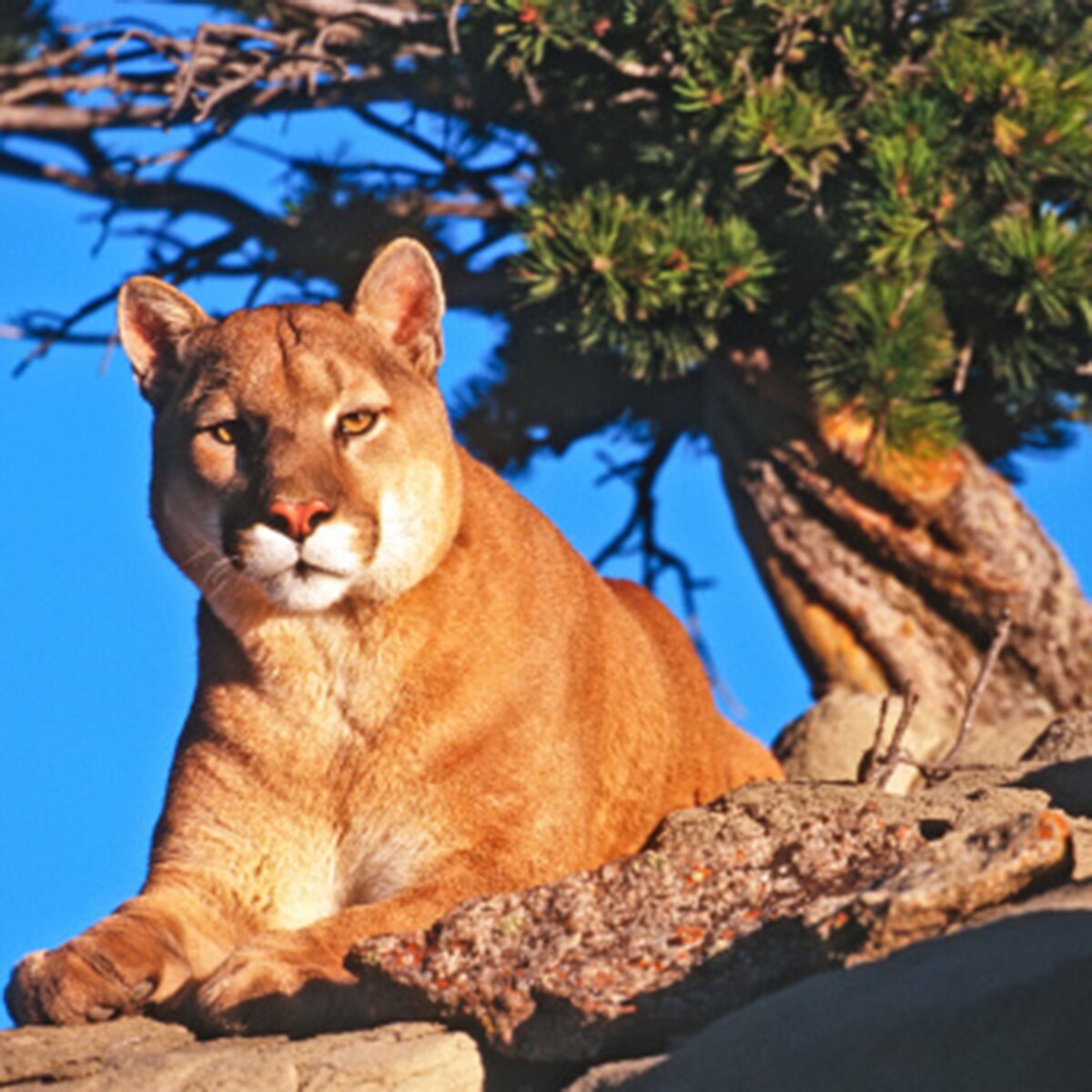 mom fights off mountain lion