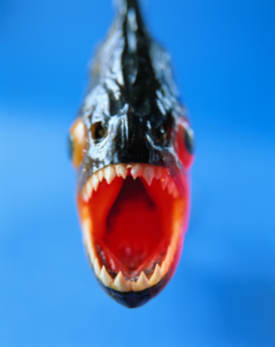 Weird Fish Sheepshead 