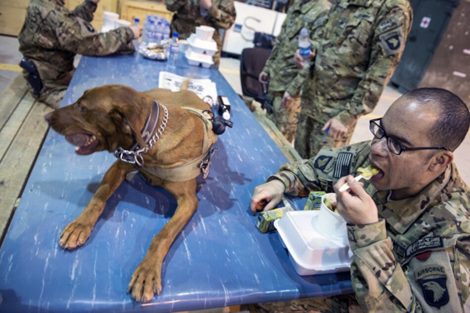 US military dogs
