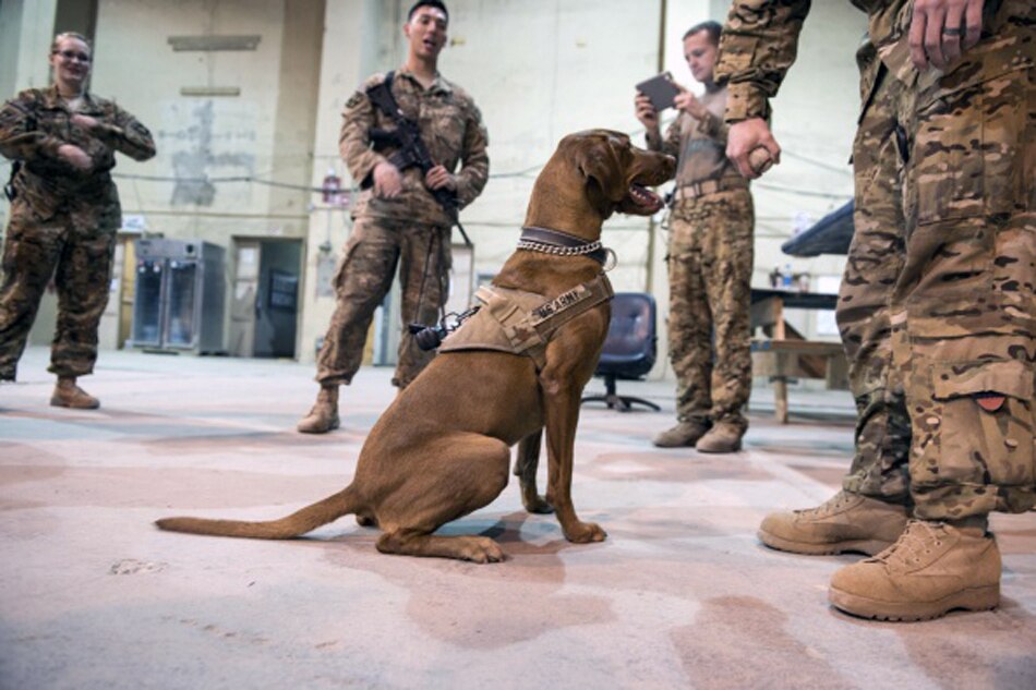 US military dogs