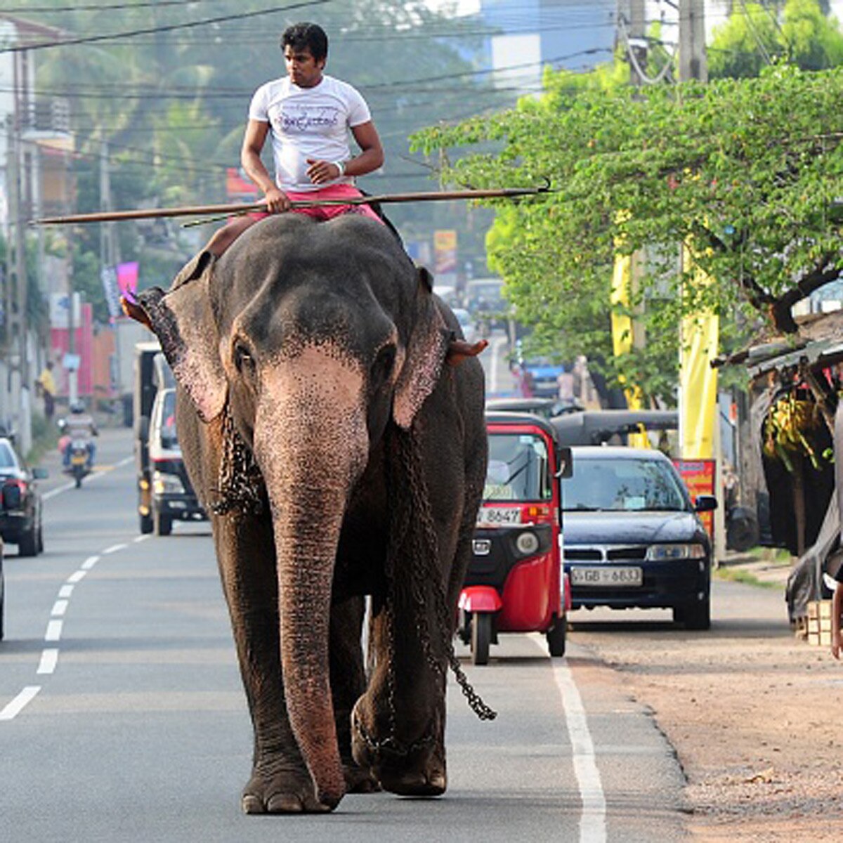 new laws for elephants in srilanka