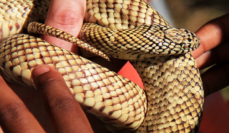 snake