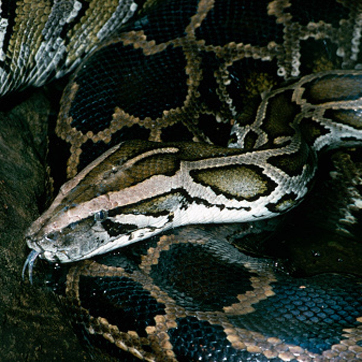 python swallowed cow 