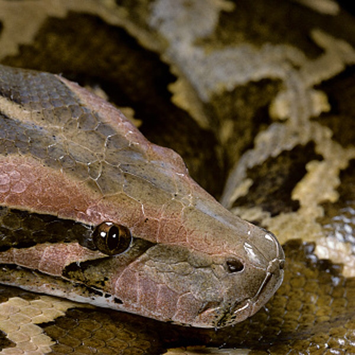 python swallowed cow 