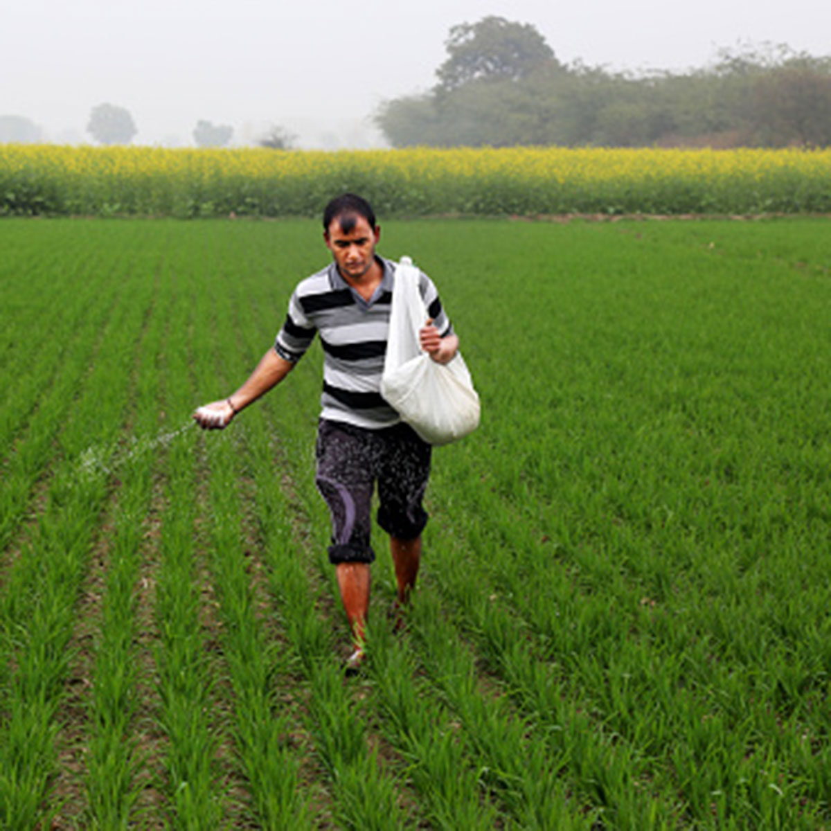 IAS Officer fertilizer 