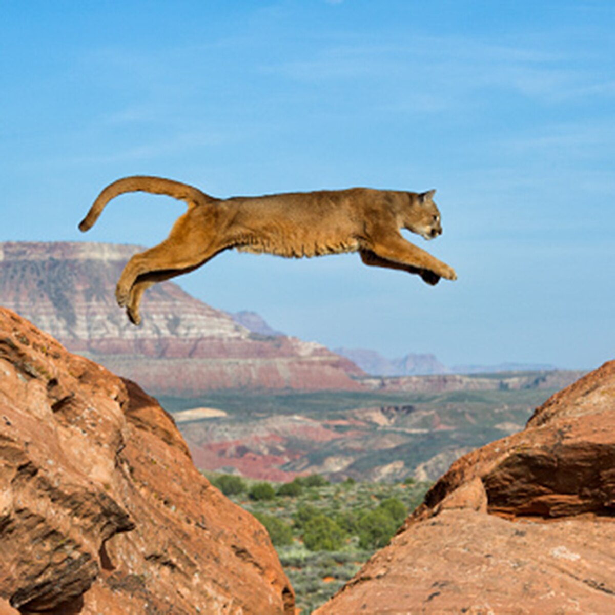 mom fights off mountain lion