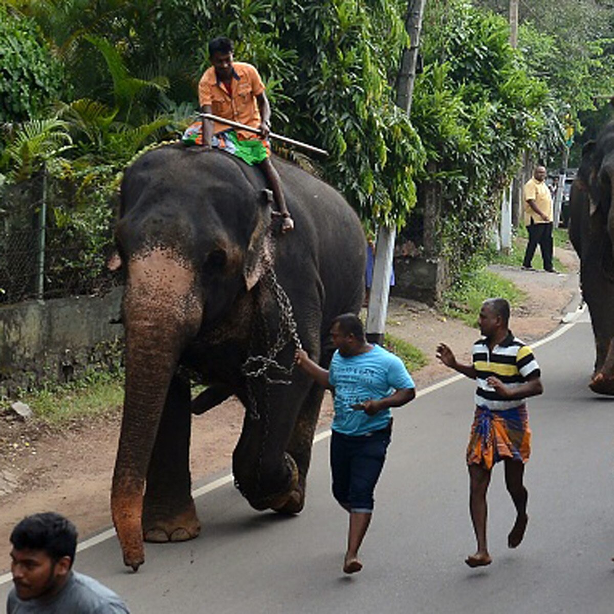 new laws for elephants in srilanka