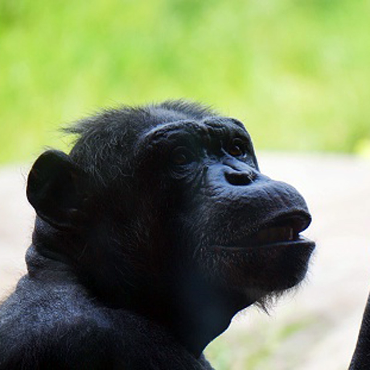 Woman love Chimpanzee