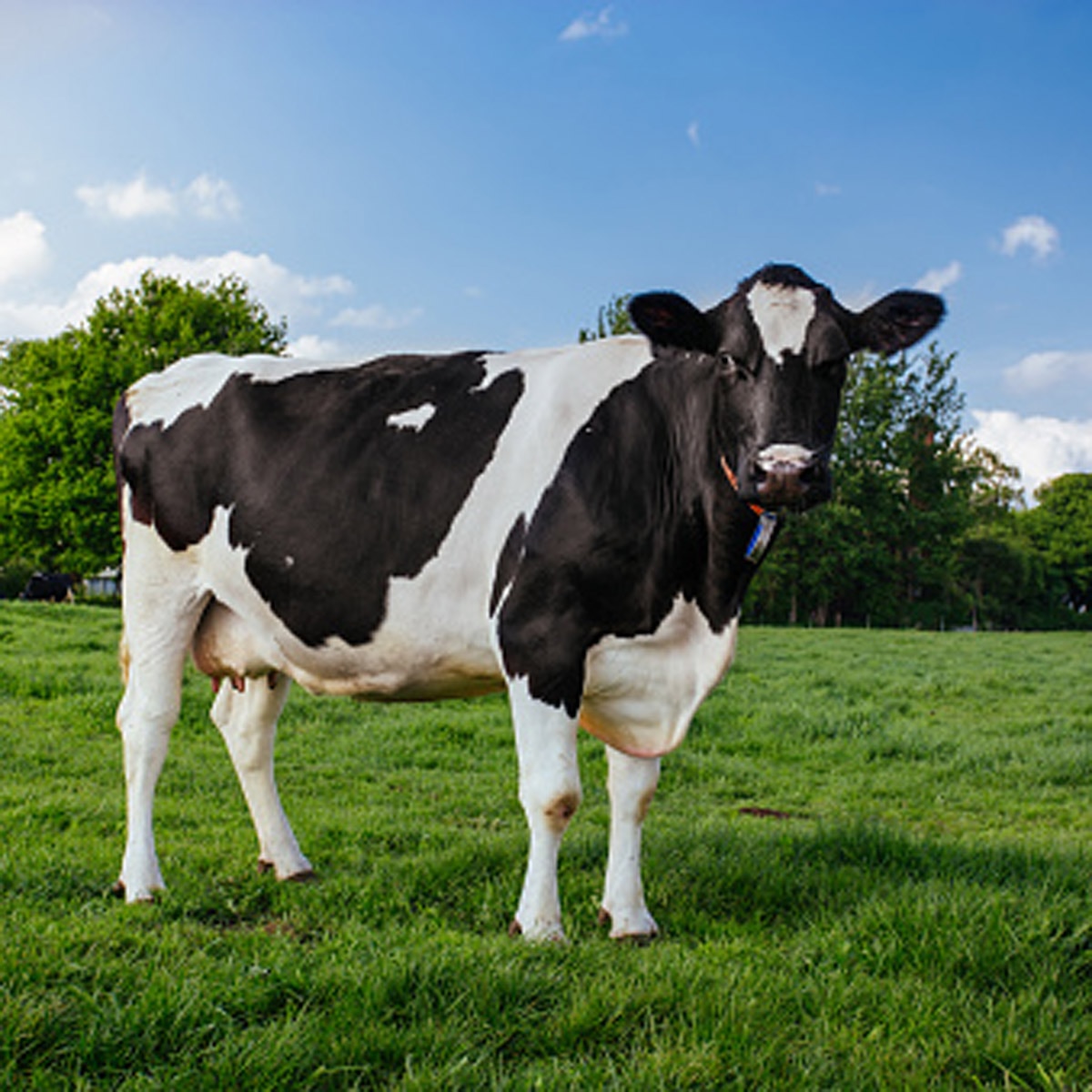 python swallowed cow 