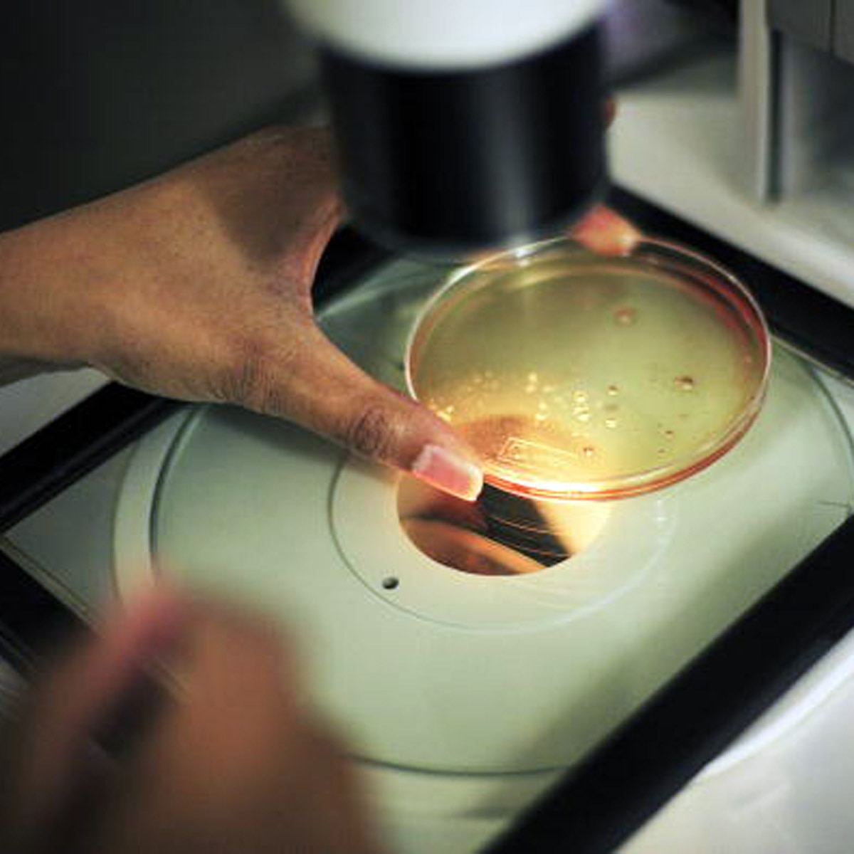 doctor secretly impregnate